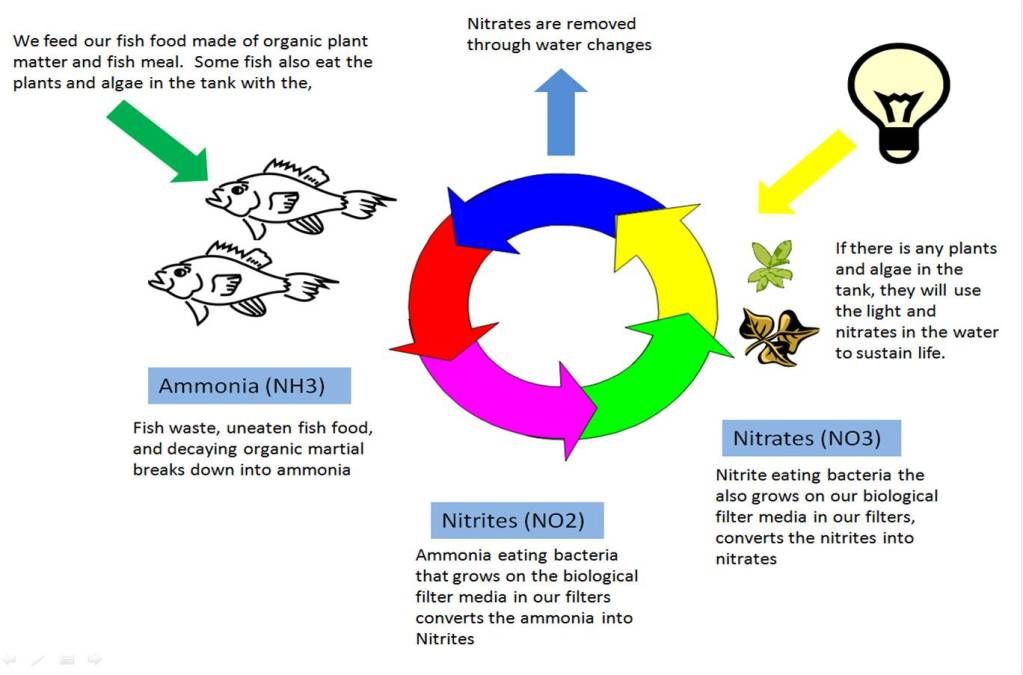 Fish Cycle